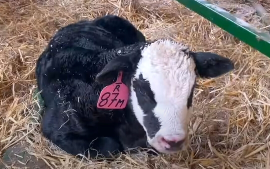 Quick Dick McDick: A Calving Tour